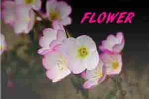 (flower)N