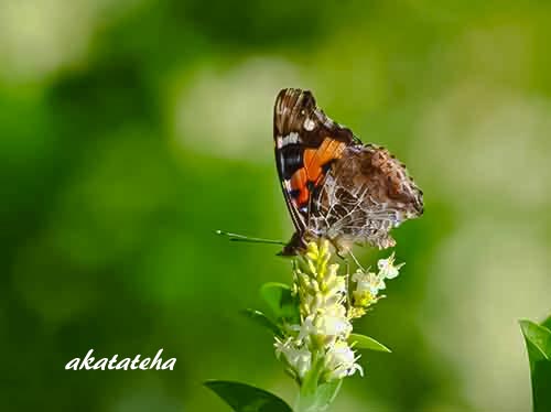 蝶・トンボ・野の花・写真